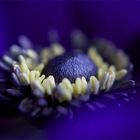 ... anemonenblau ...