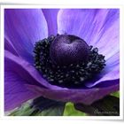 Anemonenblau