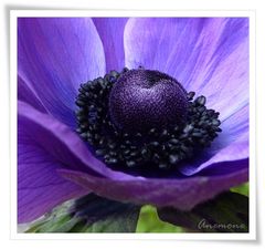 Anemonenblau