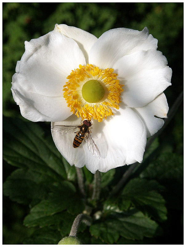 Anemonenblüte #2