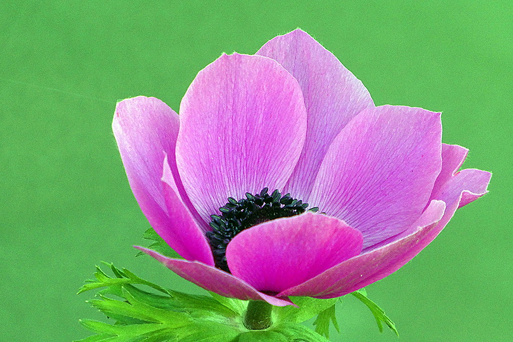 Anemonenblüte