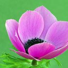 Anemonenblüte