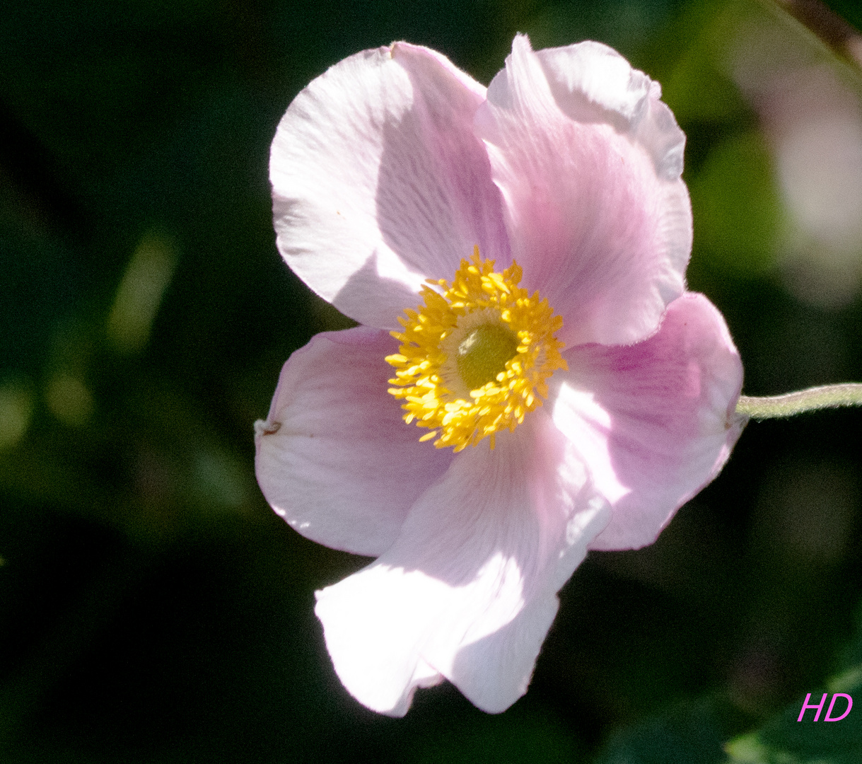 Anemonenblüte