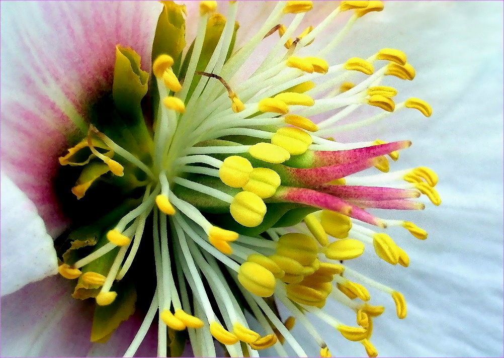 Anemonenblüte