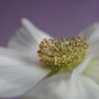 Anemonenblüte