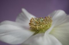 Anemonenblüte