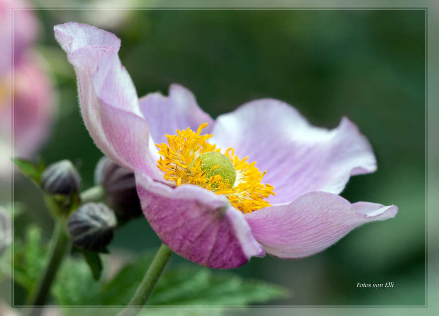 Anemonenblüte