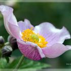 Anemonenblüte