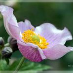 Anemonenblüte