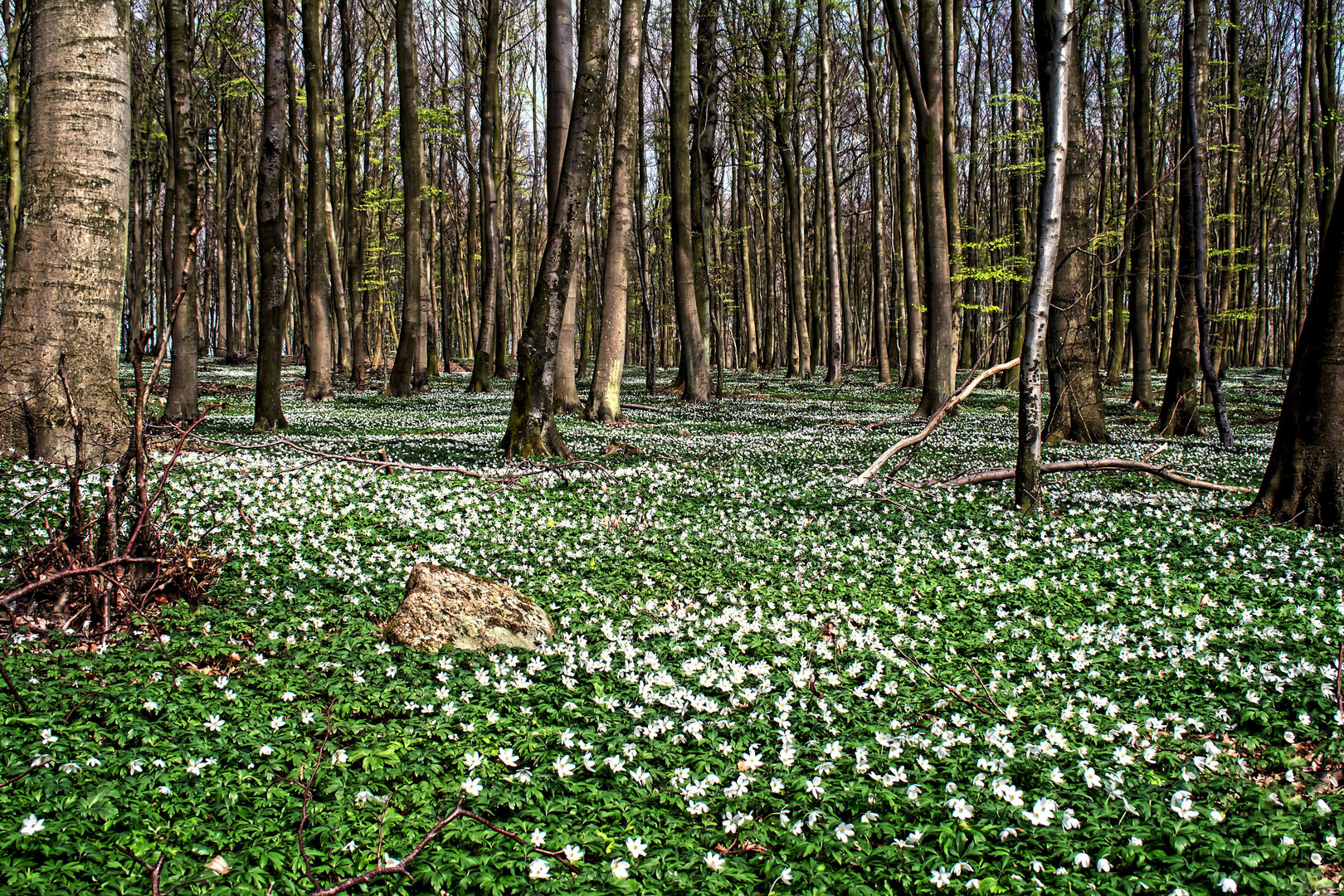 Anemonenblüte