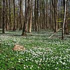 Anemonenblüte