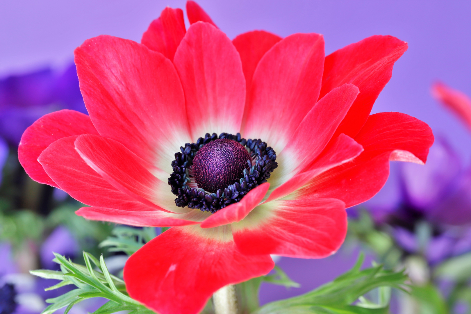 Anemonenblüte