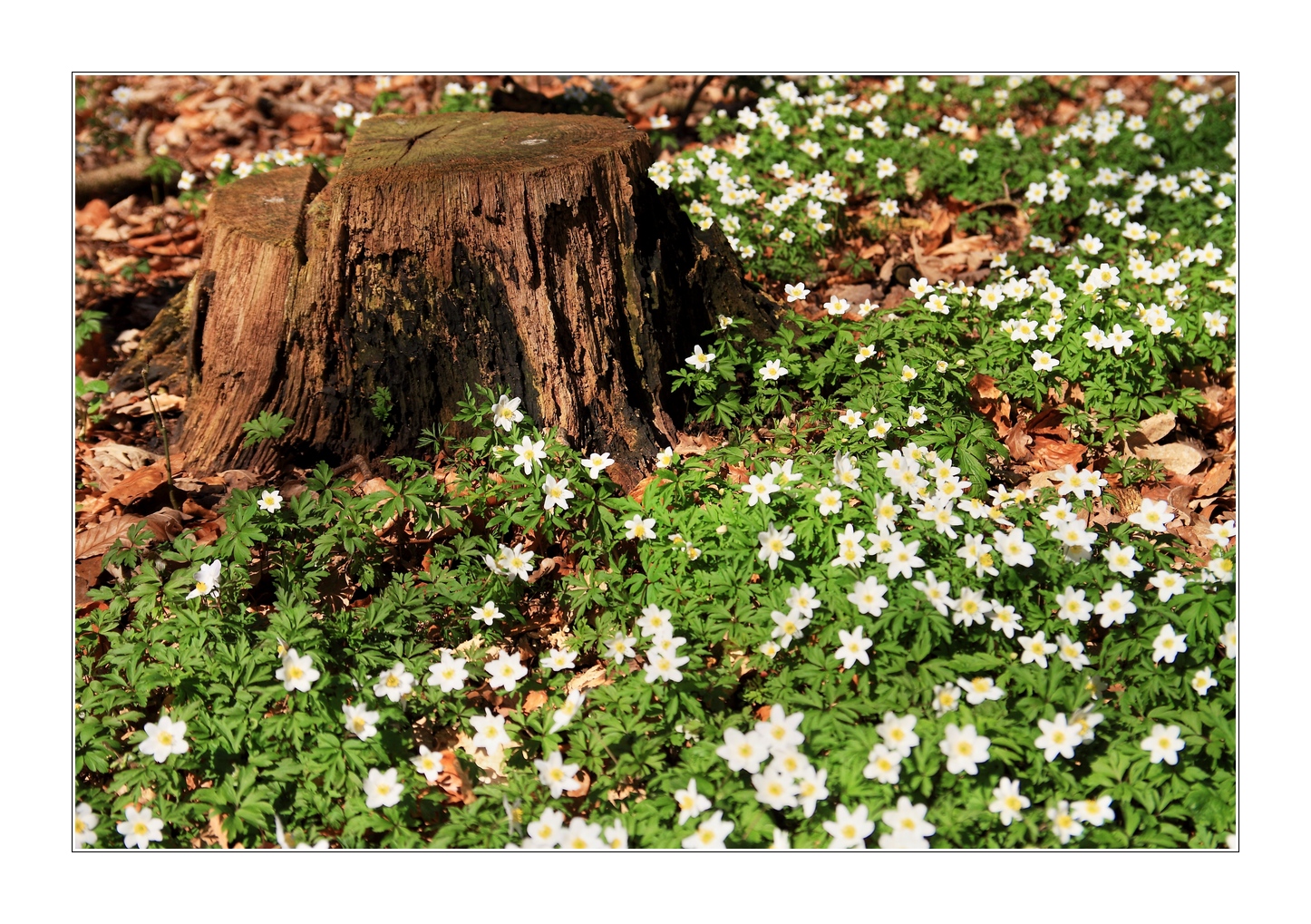 Anemonenblüte im Gespensterwald