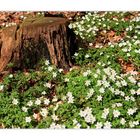 Anemonenblüte im Gespensterwald