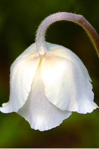 Anemonenblüte im Naturschutzgebiet "Beim Roten Kreuz"