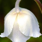 Anemonenblüte im Naturschutzgebiet "Beim Roten Kreuz"