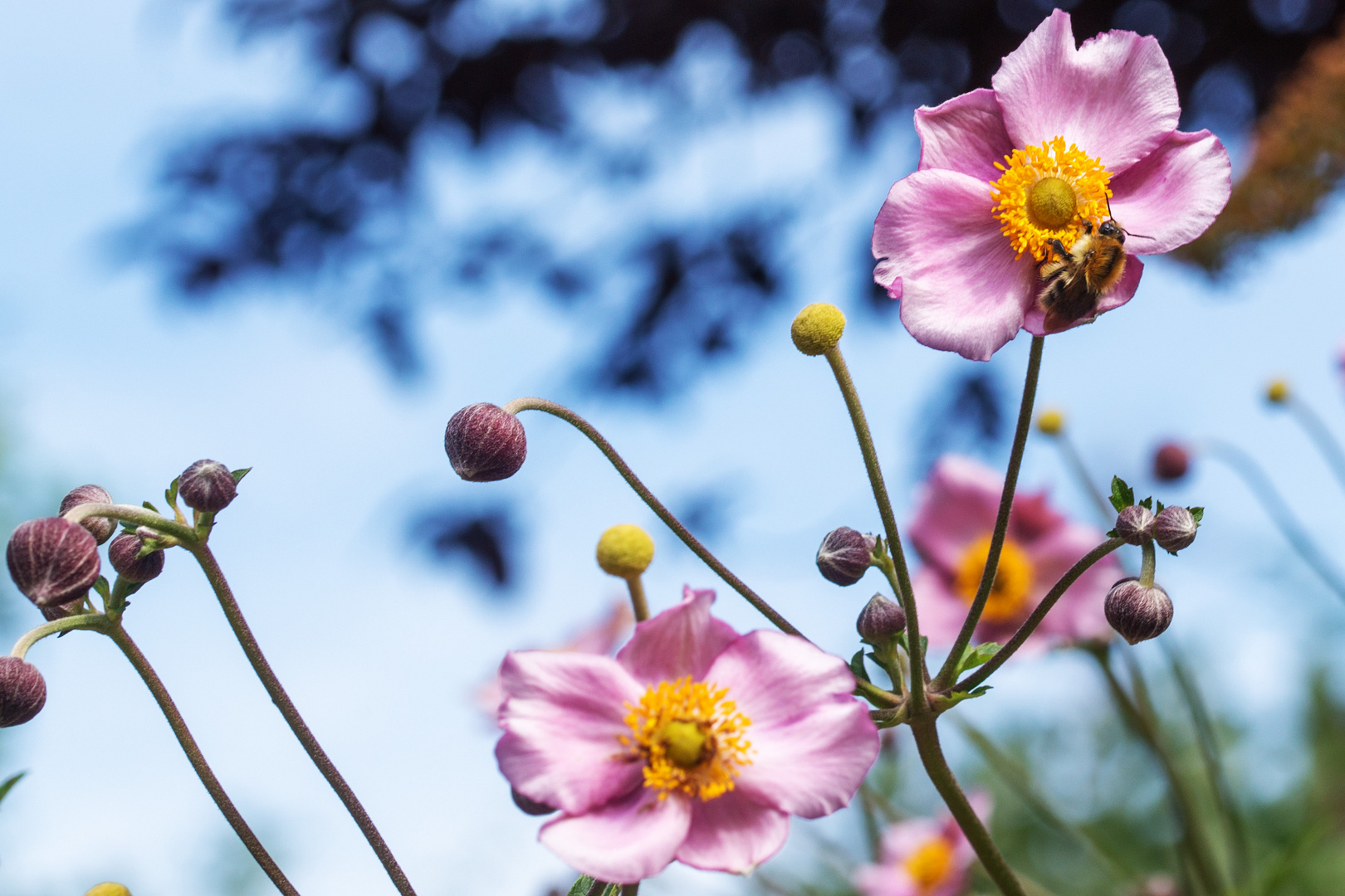 Anemonenblüten