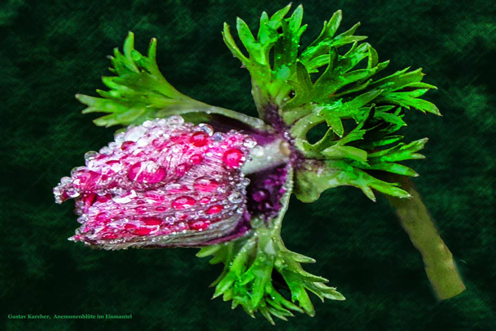  Anemonenblütenknospe im Eismantel