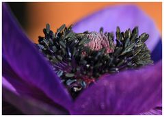 anemonendetail