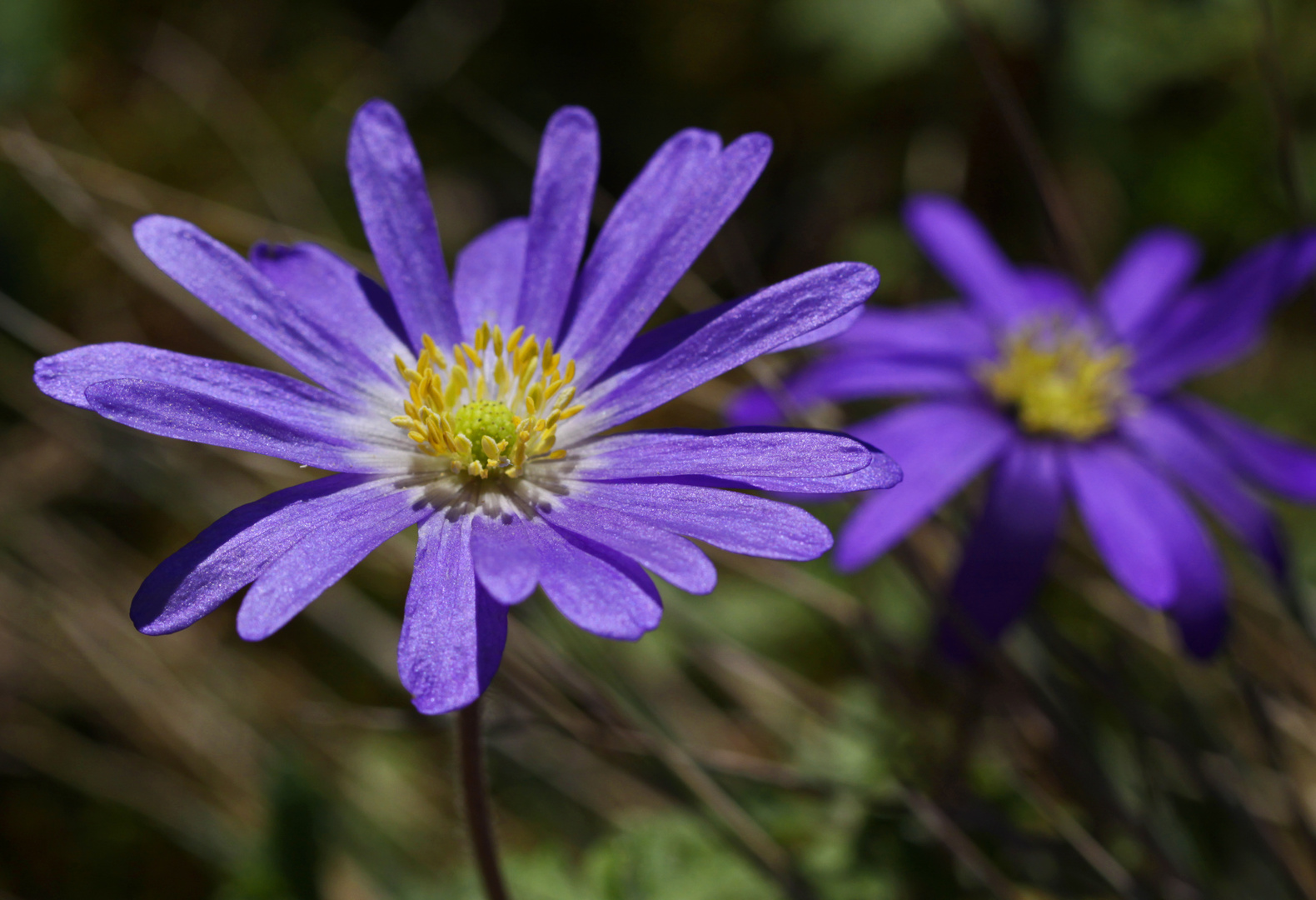 Anemonenduett