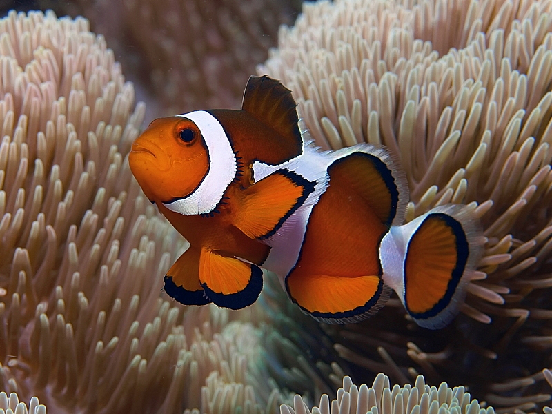 Anemonenfisch Foto & Bild | unterwasser, uw-salzwasser, natur-kreativ
