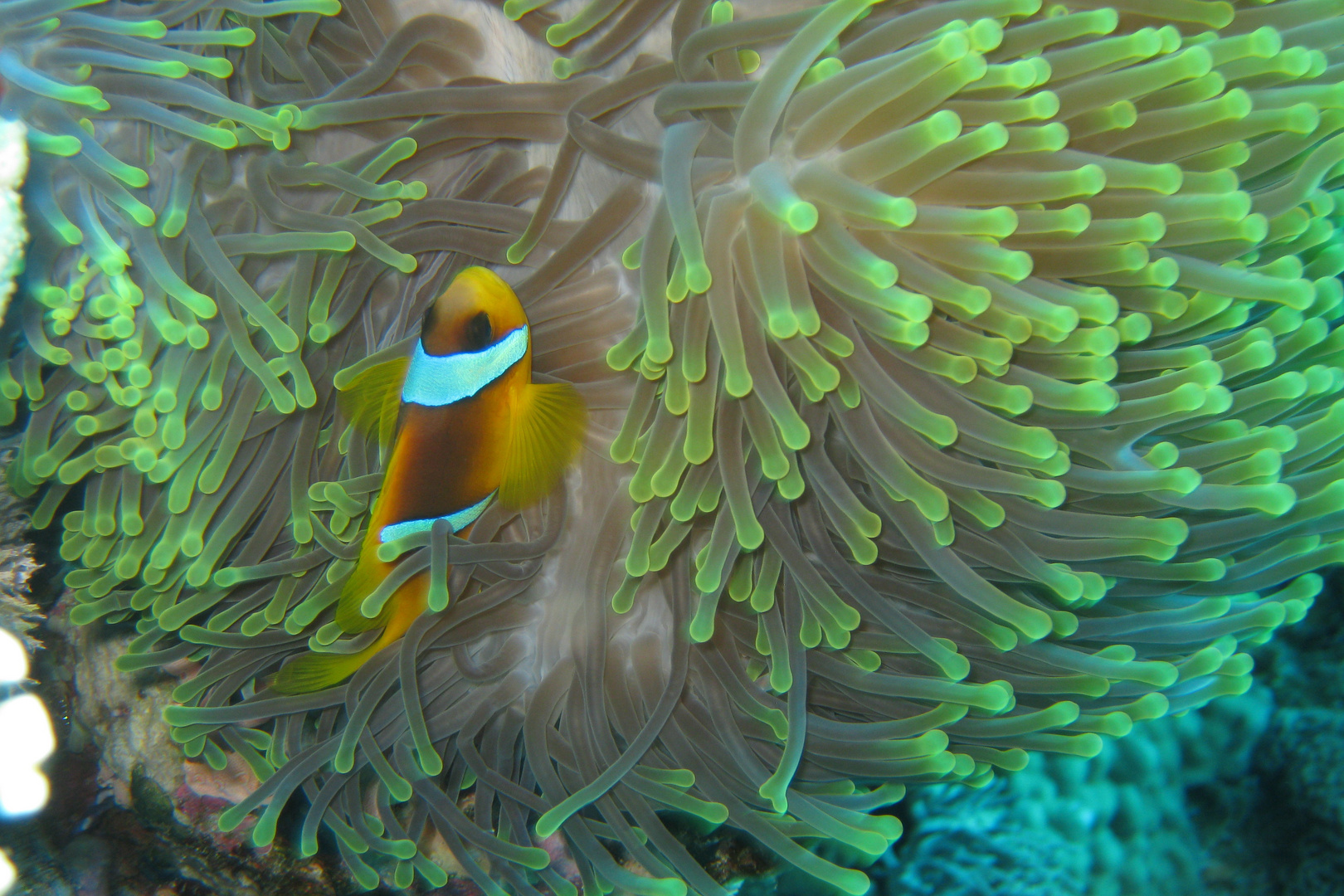 Anemonenfisch