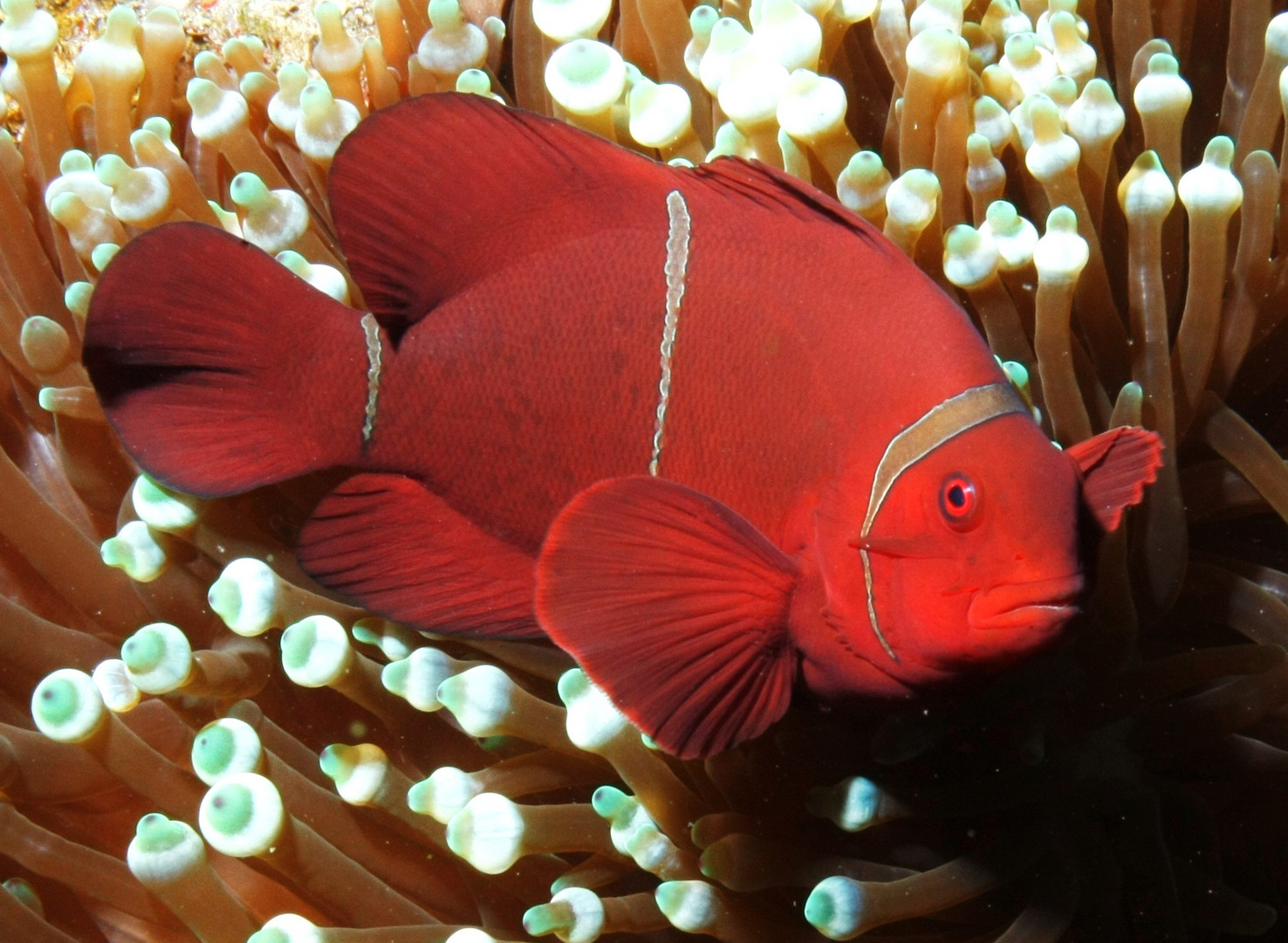 Anemonenfisch Foto & Bild | tiere, wildlife, fische Bilder auf