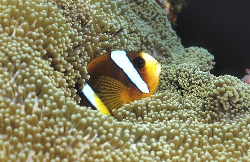 Anemonenfisch Foto & Bild | archiv, digitalphoto makrofotografie