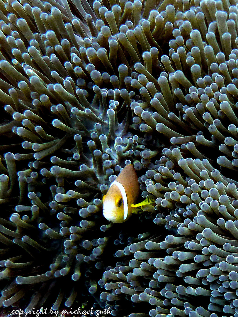 Anemonenfisch