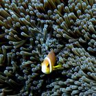 Anemonenfisch