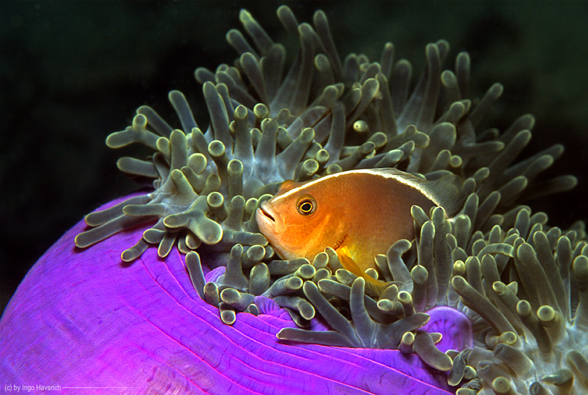 :: Anemonenfisch ::