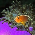 :: Anemonenfisch ::