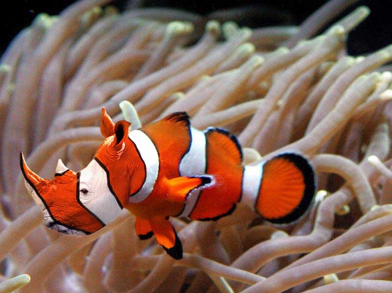 Anemonenfisch Foto & Bild | tiere, tierdetails, natur Bilder auf