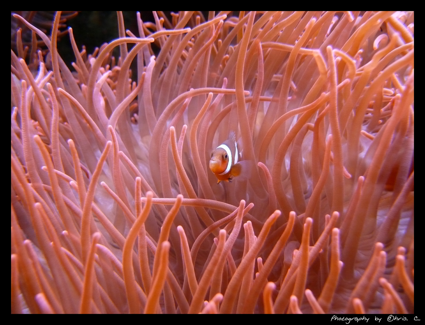 Anemonenfisch