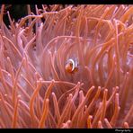 Anemonenfisch