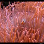 Anemonenfisch