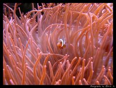 Anemonenfisch