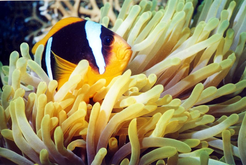 Anemonenfisch