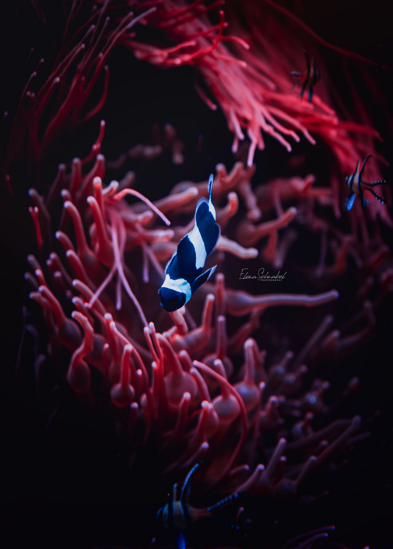 Anemonenfisch