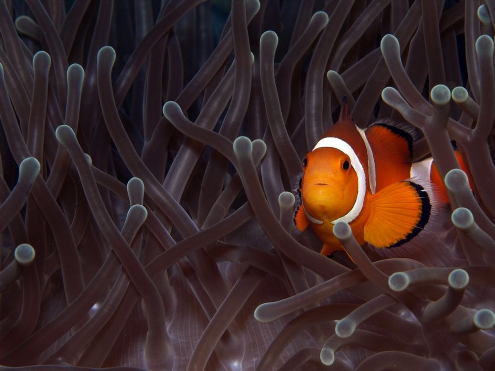 Anemonenfisch..... Foto & Bild | natur-kreativ, aufnahmetechniken