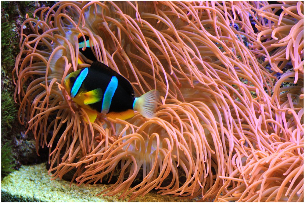 Anemonenfisch