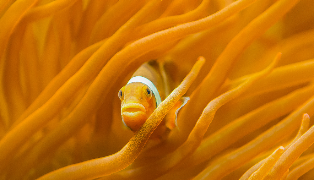 Anemonenfisch