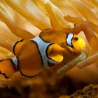 Anemonenfisch