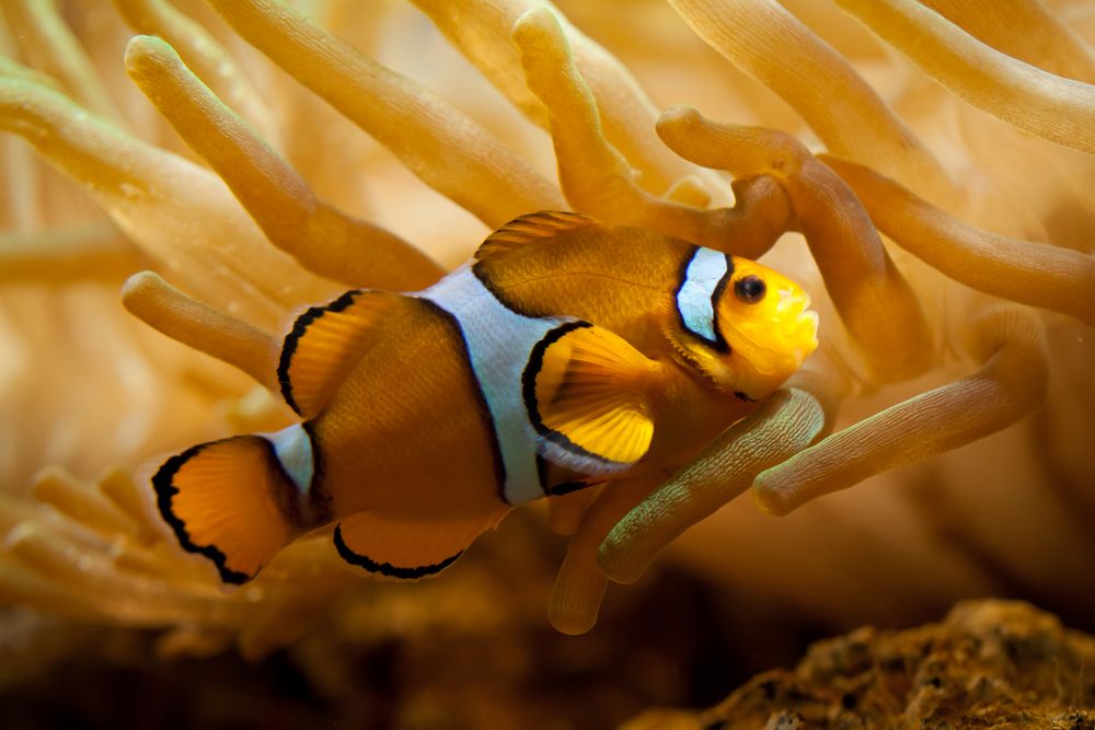 Anemonenfisch Foto & Bild | tiere, zoo, wildpark & falknerei, zoo