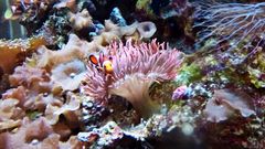 Anemonenfisch