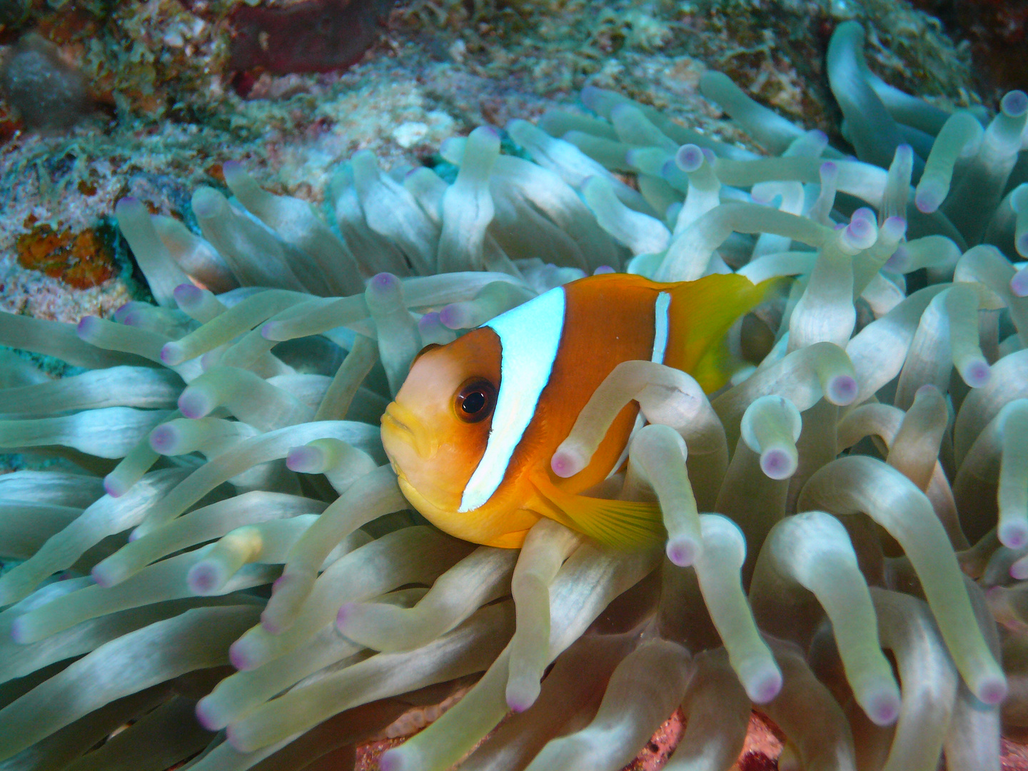 Anemonenfisch