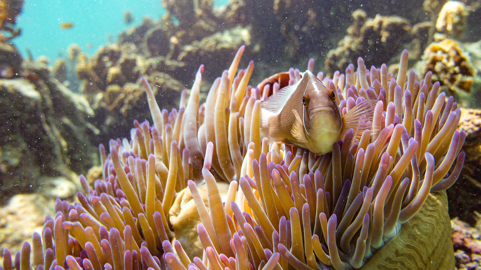 Anemonenfisch