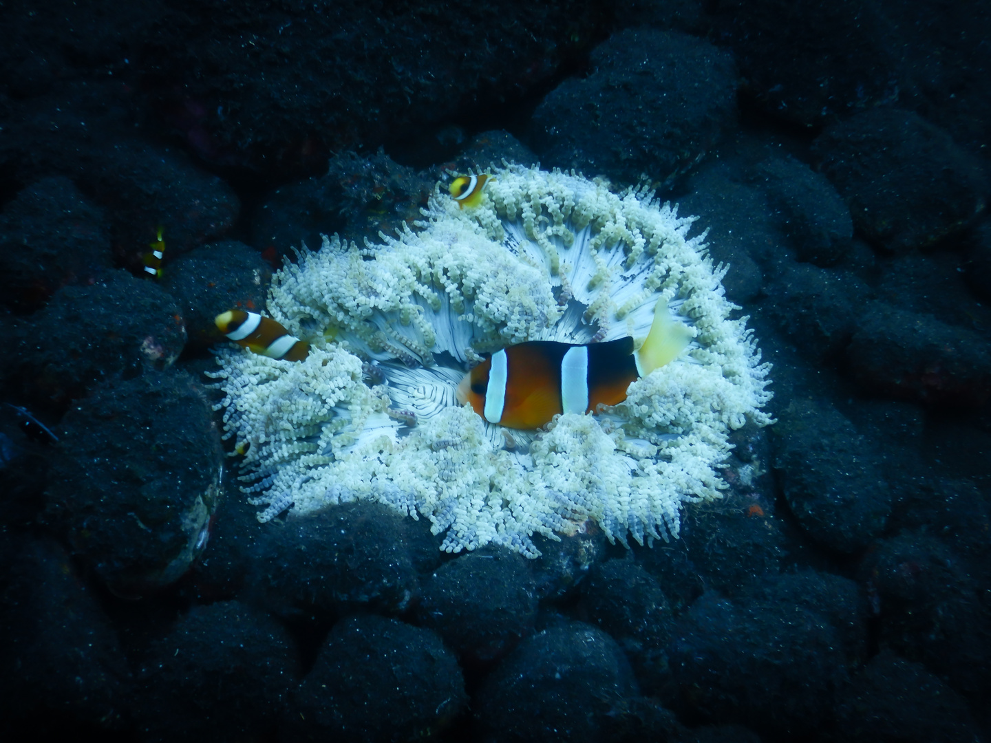 Anemonenfisch am Meeresboden