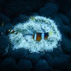 Anemonenfisch am Meeresboden