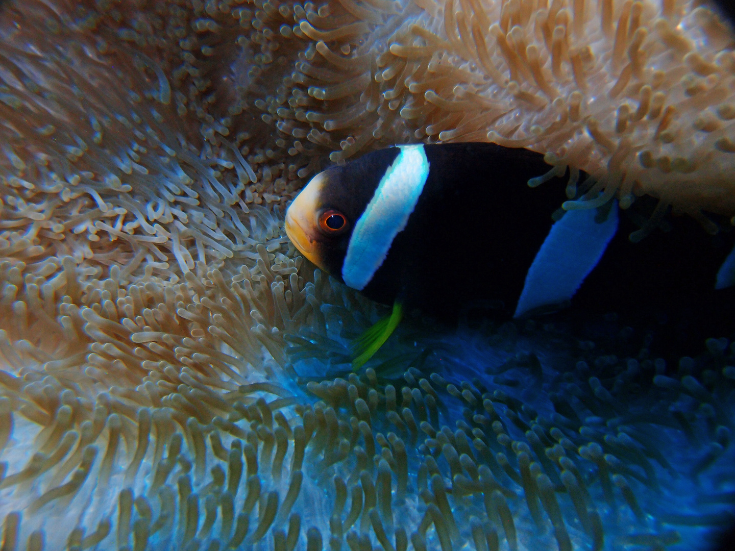 Anemonenfisch auf den Malediven